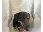Labrottie DOG FOR ADOPTION RGADN-1373467 - CRAIG - Rottweiler / Labrador
