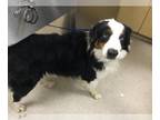 Australian Shepherd DOG FOR ADOPTION RGADN-1373495 - Dog - Australian Shepherd