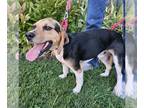 Beagle DOG FOR ADOPTION RGADN-1373505 - PTH Rocket - Beagle (short coat) Dog For