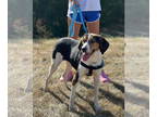 Treeing Walker Coonhound Mix DOG FOR ADOPTION RGADN-1373507 - Sally - Treeing