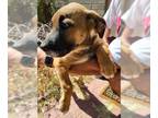 Staffordshire Bull Terrier DOG FOR ADOPTION RGADN-1373532 - LIGHTNING -