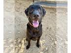 Labrador Retriever DOG FOR ADOPTION RGADN-1373550 - RANGER - Labrador Retriever