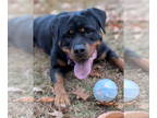 Rottweiler DOG FOR ADOPTION RGADN-1373554 - Blush - Rottweiler Dog For Adoption