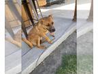 Black Mouth Cur DOG FOR ADOPTION RGADN-1373574 - A043473 - Black Mouth Cur