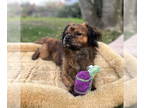 Tibetan Spaniel DOG FOR ADOPTION RGADN-1373594 - Tonka a brindled Tibetan