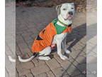 Bullypit DOG FOR ADOPTION RGADN-1373608 - Tobias Turnpike - American Pit Bull
