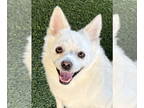 Pomeranian-pomeranian spitz Mix DOG FOR ADOPTION RGADN-1373610 - NARO - Spitz /