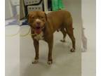Mastiff DOG FOR ADOPTION RGADN-1373651 - BROOK - Mastiff (medium coat) Dog For