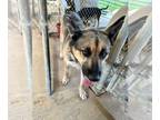 German Shepherd Dog DOG FOR ADOPTION RGADN-1373659 - Stone - German Shepherd Dog