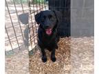 Spaniel Mix DOG FOR ADOPTION RGADN-1373661 - **BANDIT - Spaniel / Mixed (medium