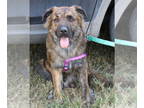 Bernese Mountain Dog Mix DOG FOR ADOPTION RGADN-1373731 - Barkley - Flat-coated