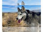 Huskies Mix DOG FOR ADOPTION RGADN-1373753 - Ranger - Husky / Mixed Dog For