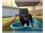 Rottweiler DOG FOR ADOPTION RGADN-1373789 - THOR - Rottweiler (medium coat) Dog
