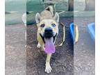 Shiba Inu Mix DOG FOR ADOPTION RGADN-1373799 - Reed - Shiba Inu / Mixed (short