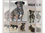 Mountain Cur Mix DOG FOR ADOPTION RGADN-1373809 - HULK - Hound / Mountain Cur /