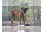 Boxer DOG FOR ADOPTION RGADN-1373814 - Carli - Silver Heart - Boxer Dog For