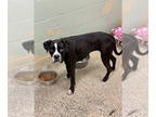 Boxer DOG FOR ADOPTION RGADN-1373815 - Mocha III - Boxer Dog For Adoption