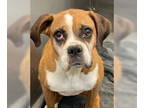 Boxer DOG FOR ADOPTION RGADN-1373816 - Lumina - ABR Return - Boxer Dog For