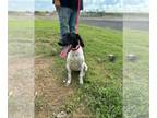 German Shorthaired Pointer Mix DOG FOR ADOPTION RGADN-1373820 - Ladybug aka