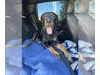 Rottweiler DOG FOR ADOPTION RGADN-1373825 - Pretty Baby - Rottweiler Dog For