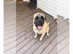 Mastiff DOG FOR ADOPTION RGADN-1373826 - Zeus 2 adopted - English Mastiff Dog