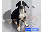 Collie Mix DOG FOR ADOPTION RGADN-1373830 - Sammi - Collie / Mixed Dog For