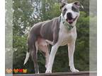 American Pit Bull Terrier Mix DOG FOR ADOPTION RGADN-1373836 - OZZIE - Pit Bull