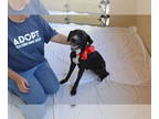 Labrador Retriever Mix DOG FOR ADOPTION RGADN-1373850 - Fantasy - Labrador