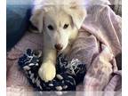 Great Pyrenees Mix DOG FOR ADOPTION RGADN-1373856 - Fluff - Great Pyrenees /