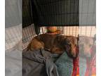 Pointer DOG FOR ADOPTION RGADN-1373872 - ZOE - English Pointer (medium coat) Dog