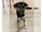 Shepradors DOG FOR ADOPTION RGADN-1373873 - LENNON - German Shepherd Dog /