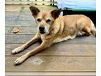 Carolina Dog Mix DOG FOR ADOPTION RGADN-1373934 - Lucy (ae) - Carolina Dog /