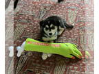 Siberian Husky DOG FOR ADOPTION RGADN-1373936 - Lilith - Siberian Husky Dog For