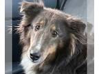 Australian Shepherd Mix DOG FOR ADOPTION RGADN-1373937 - Karen - Shetland