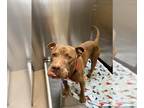 Mastiff Mix DOG FOR ADOPTION RGADN-1374046 - LANCELOT - Mastiff / Mixed (medium