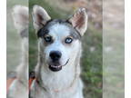 Mix DOG FOR ADOPTION RGADN-1374059 - DIZZY WIZZ - Husky (medium coat) Dog For