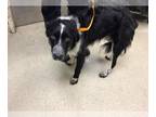 Border Collie DOG FOR ADOPTION RGADN-1374114 - Dog - Border Collie (medium coat)