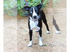 Border Collie Mix DOG FOR ADOPTION RGADN-1374151 - Blue - Border Collie / Mixed