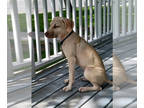 Black Mouth Cur-Labrador Retriever Mix DOG FOR ADOPTION RGADN-1374155 - Dove -