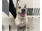 Australian Cattle Dog Mix DOG FOR ADOPTION RGADN-1374207 - DHALIA - Queensland