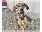 Labrador Retriever Mix DOG FOR ADOPTION RGADN-1374214 - ROLO - Labrador