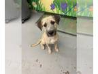 Border Terrier Mix DOG FOR ADOPTION RGADN-1374219 - RUDDY - Border Terrier /