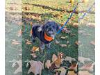 ShihPoo DOG FOR ADOPTION RGADN-1374238 - Nature Boy - Reduced Fee - Poodle (Toy)