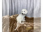 Great Pyrenees DOG FOR ADOPTION RGADN-1374240 - Abel - Great Pyrenees (long