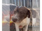 Jack Russell Terrier DOG FOR ADOPTION RGADN-1374247 - Missy - Jack Russell