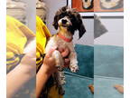 ShihPoo DOG FOR ADOPTION RGADN-1374279 - Gail Kim - Shih Tzu / Poodle (Toy) /