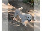 Golden Pyrenees DOG FOR ADOPTION RGADN-1374283 - Ruby - Golden Retriever / Great