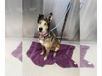 Huskies Mix DOG FOR ADOPTION RGADN-1374321 - DANCER - Husky / Mixed (short coat)
