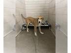 American Foxhound Mix DOG FOR ADOPTION RGADN-1374352 - QUEENIE - American