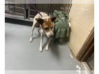 Rat Terrier Mix DOG FOR ADOPTION RGADN-1374362 - BOSS - Rat Terrier / Mixed